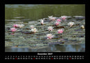 Rosen-Kalender Fotokalender 2027 - 12