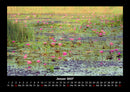 Rosen-Kalender Fotokalender 2027 - 1