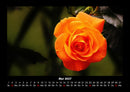 Rosen-Kalender Fotokalender 2027 - 5