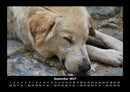 Der Hundekalender Fotokalender 2027 - 9