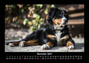 Der Hundekalender Fotokalender 2027 - 11