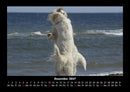 Der Hundekalender Fotokalender 2027 - 12