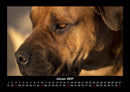 Der Hundekalender Fotokalender 2027 - 1
