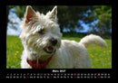 Der Hundekalender Fotokalender 2027 - 3