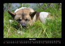 Der Hundekalender Fotokalender 2027 - 5