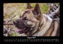 Der Hundekalender Fotokalender 2027 - 8