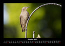 Welt der Vögel Fotokalender 2027 - 10