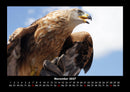 Welt der Vögel Fotokalender 2027 - 11