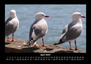 Welt der Vögel Fotokalender 2027 - 4