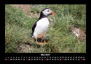 Welt der Vögel Fotokalender 2027 - 5