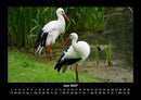 Welt der Vögel Fotokalender 2027 - 6