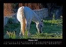 Die Welt der Pferde Fotokalender 2027 - 10