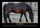 Die Welt der Pferde Fotokalender 2027 - 11