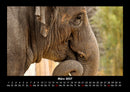 Der Elefantenkalender Fotokalender 2027 - 3