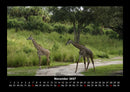 Giraffen Fotokalender 2027 - 11