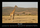 Giraffen Fotokalender 2027 - 3