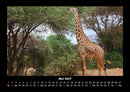 Giraffen Fotokalender 2027 - 5