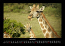 Giraffen Fotokalender 2027 - 7