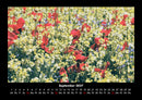 Blumenträume Fotokalender 2027 - 9