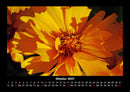 Blumenträume Fotokalender 2027 - 10
