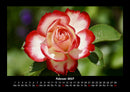 Blumenträume Fotokalender 2027 - 2