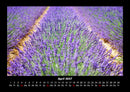 Blumenträume Fotokalender 2027 - 4