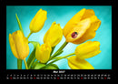 Blumenträume Fotokalender 2027 - 5