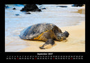 Schildkrötenzauber Fotokalender 2027 - 9