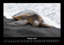 Schildkrötenzauber Fotokalender 2027 - 10