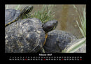 Schildkrötenzauber Fotokalender 2027 - 2