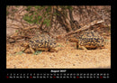 Schildkrötenzauber Fotokalender 2027 - 8