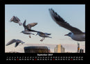 Möwen Fotokalender 2027 - 9