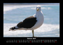 Möwen Fotokalender 2027 - 2