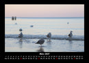 Möwen Fotokalender 2027 - 3