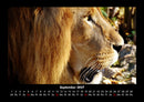 Löwen in der Wildnis Fotokalender 2027 - 9