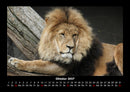 Löwen in der Wildnis Fotokalender 2027 - 10
