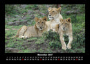Löwen in der Wildnis Fotokalender 2027 - 11