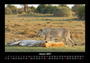 Löwen in der Wildnis Fotokalender 2027 - 1