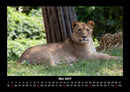 Löwen in der Wildnis Fotokalender 2027 - 5