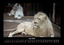 Löwen in der Wildnis Fotokalender 2027 - 6