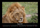 Löwen in der Wildnis Fotokalender 2027 - 8