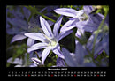 Pflanzen und Blüten Fotokalender 2027 - 11
