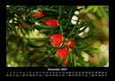 Pflanzen und Blüten Fotokalender 2027 - 12