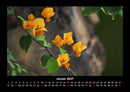 Pflanzen und Blüten Fotokalender 2027 - 1