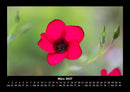 Pflanzen und Blüten Fotokalender 2027 - 3