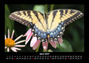 Pflanzen und Blüten Fotokalender 2027 - 4