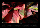 Pflanzen und Blüten Fotokalender 2027 - 5