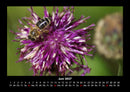 Pflanzen und Blüten Fotokalender 2027 - 6