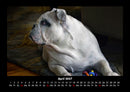 Hunde Fotokalender 2027 - 4