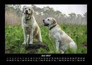Hunde Fotokalender 2027 - 6